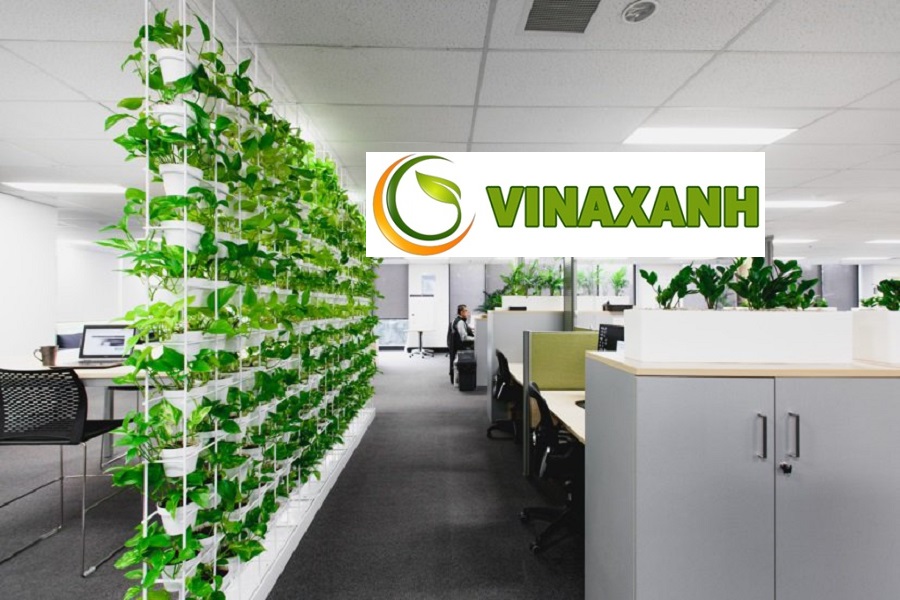 Cho Thuê Cây Cảnh Văn Phòng Tại Quận 7 TP.HCM
