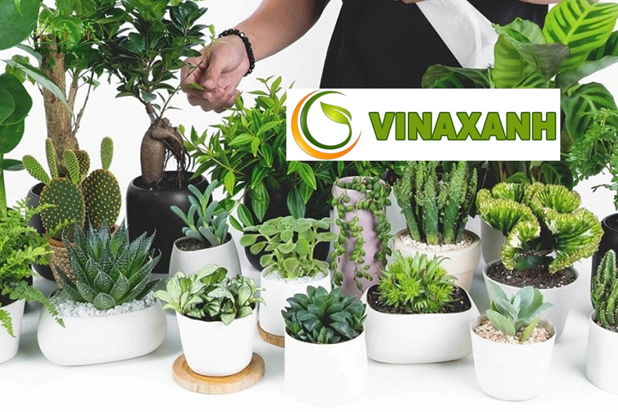Cung Cấp Cây Xanh Tại Thủ Đức TPHCM