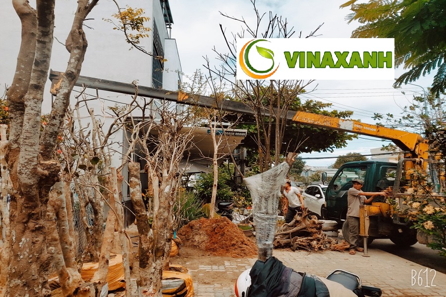 Dịch Vụ Bứng Cây Tại Bình Thạnh TP.HCM