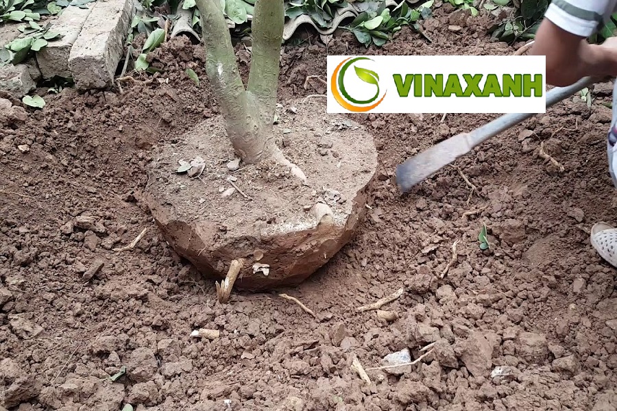 Giới Thiệu Dịch Vụ Bứng Cây Tại TPHCM