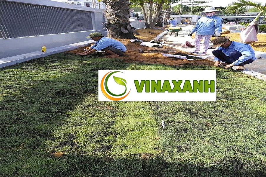 Giới Thiệu Dịch Vụ Trồng Cỏ Tại Quận 11 TPHCM
