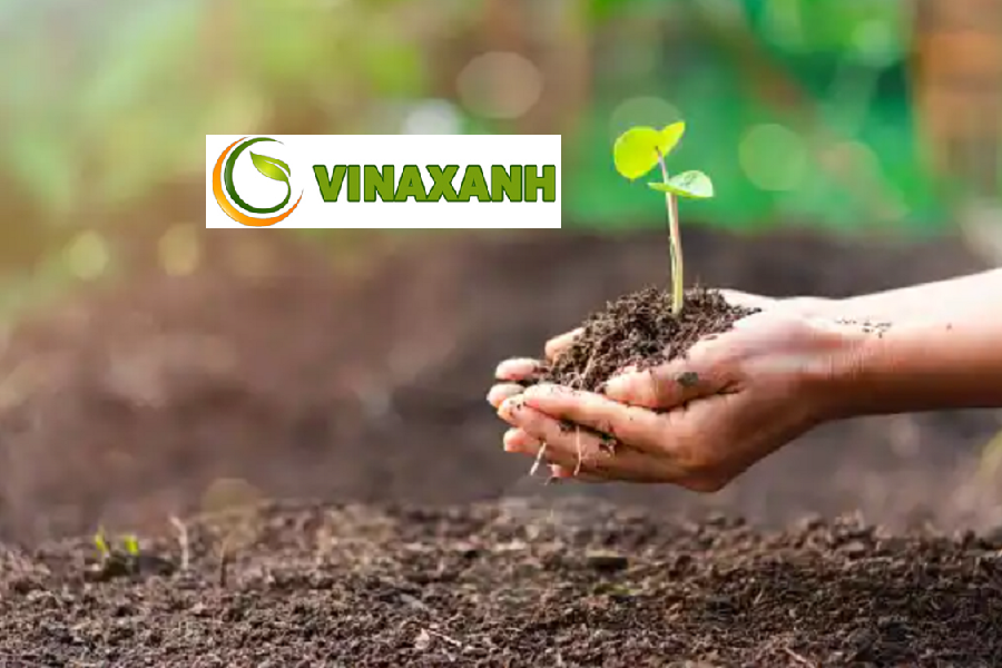 Dịch Vụ Trồng Cây Xanh Tại Hóc Môn TP.HCM