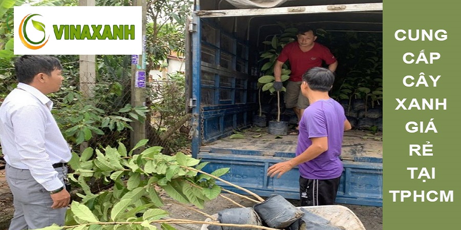 Cung Cấp Cây Xanh TP.HCM