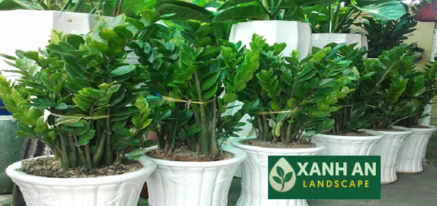 Dịch Vụ Thuê Cây Văn Phòng Bình Dương