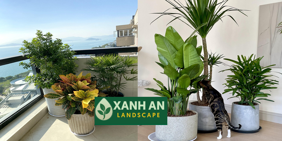 Thuê Cây Xanh Thuận An